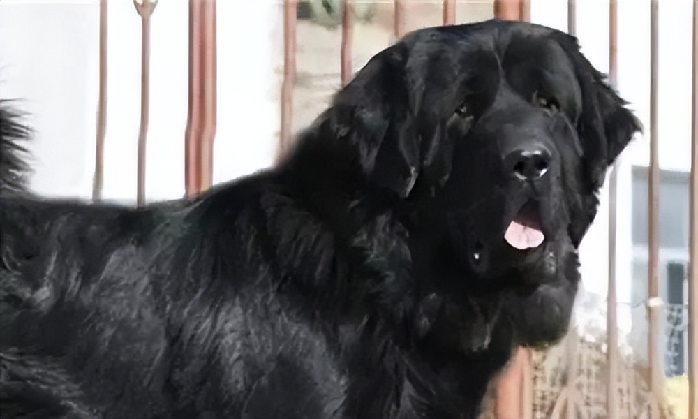 曾经4000万一只,如今白送也没人要!最大市场泡沫吹破了