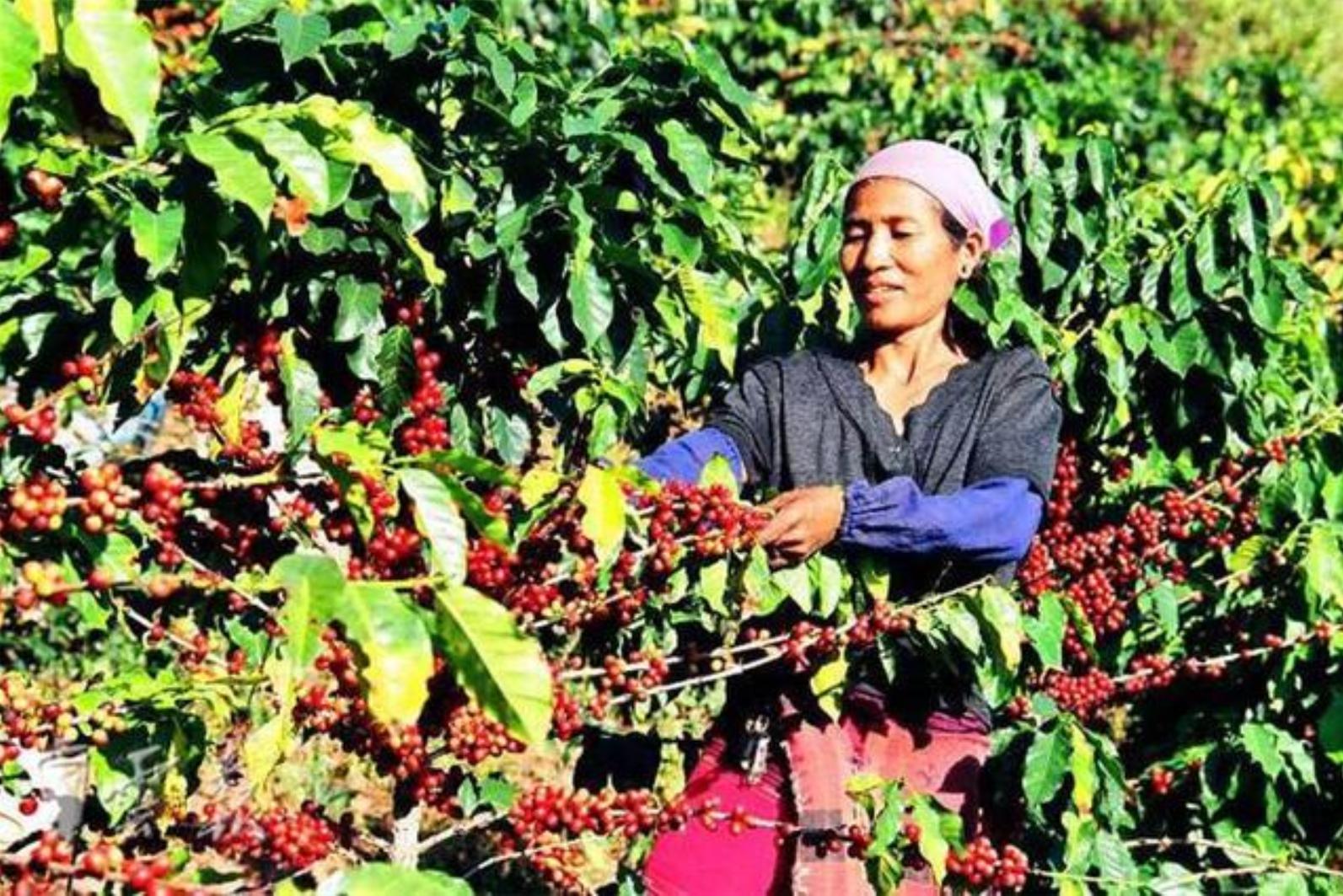 雀巢中国发展前景,雀巢是如何成为商业巨头的