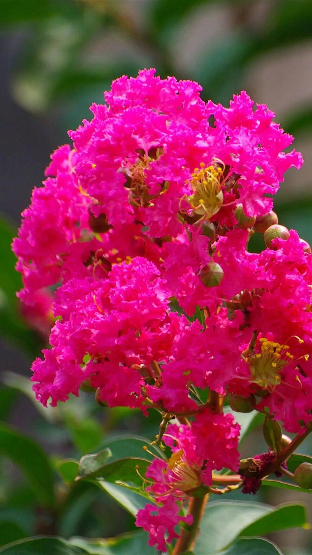 紫薇花壁纸高清全屏,唯美紫壁纸