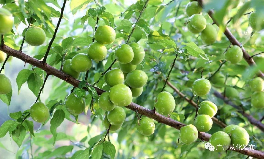 又到青梅入酒时,又到了酿青梅酒的时候