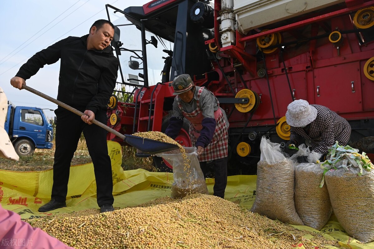 国内大豆和进口大豆价格,全中国大豆今日大豆价格