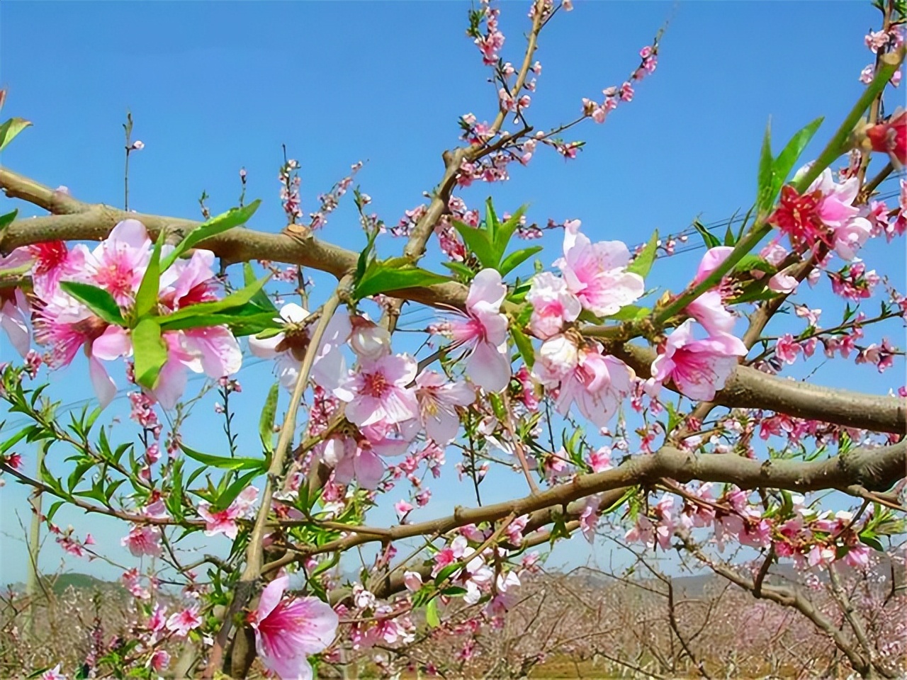陶渊明诗中的桃花源在哪,陶渊明桃花源记中的桃源
