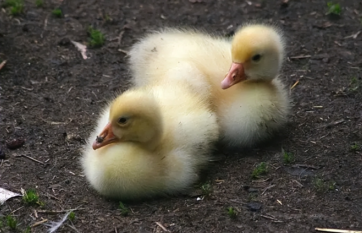 小鹅拉石灰样粪便是什么原因,禽医聊养鸭