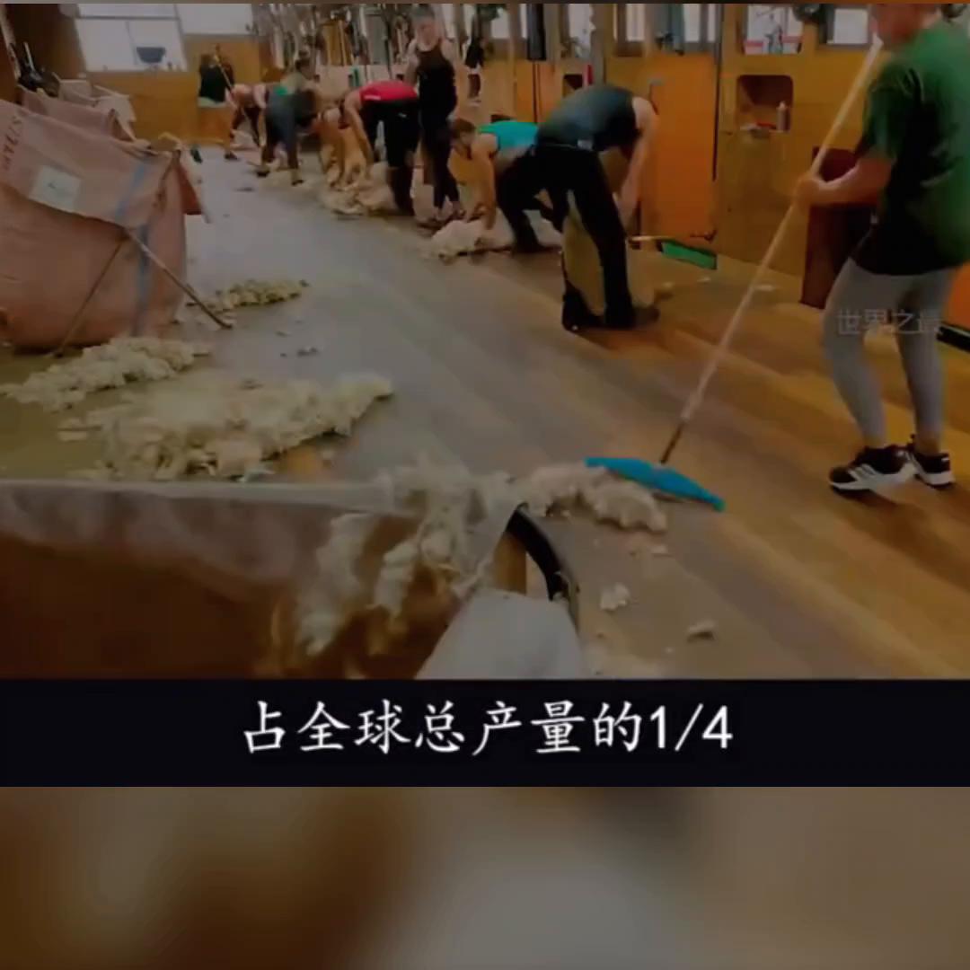 新西兰是一个什么样的国家,新西兰国家讲什么语言