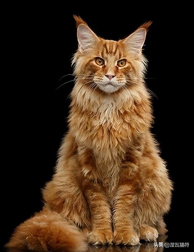 缅因库恩猫银虎斑,缅因猫浅银虎斑