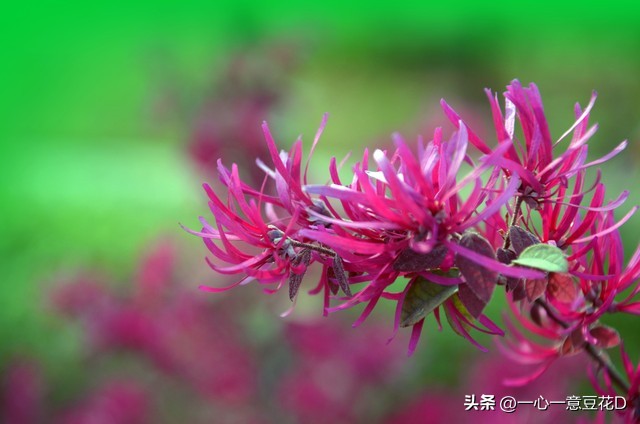 红花继木桩介绍,红花檵木的花语