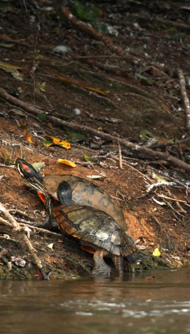村超小摄影师是哪里人,村超5岁摄影师
