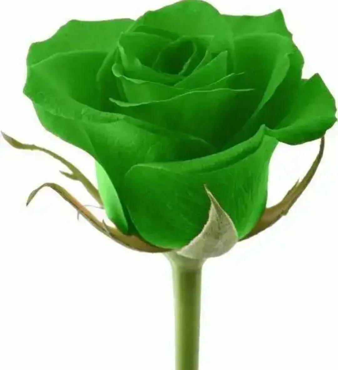 玫瑰花都有好多颜色,不同颜色的玫瑰花有不一样的花语