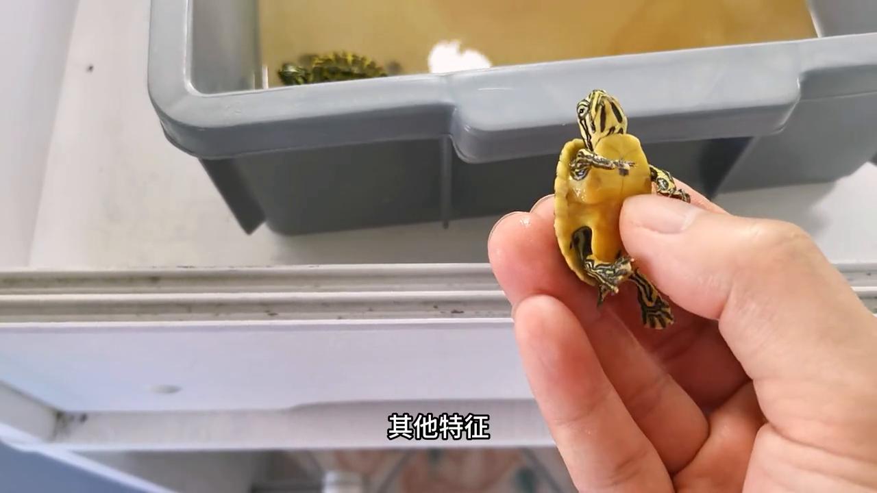 火焰龟幼龟一年能长多大,火焰龟龟苗断尾还能长出来吗