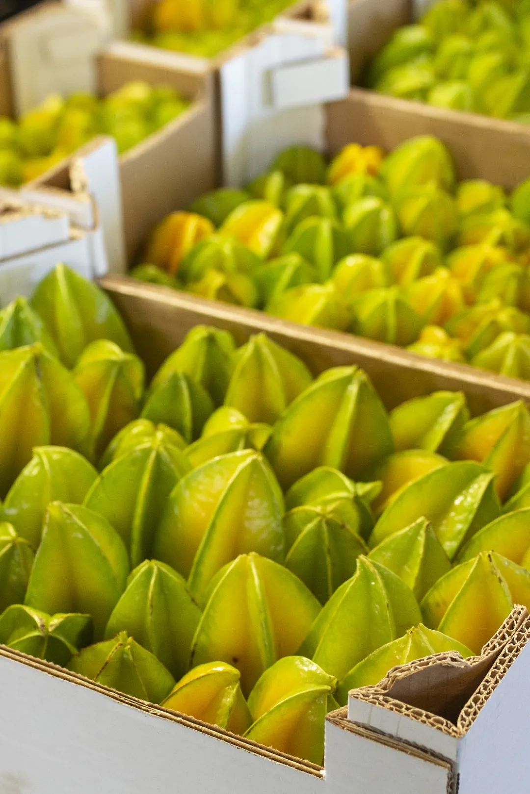 我国四大地理区域水果,中国什么地方热带水果多