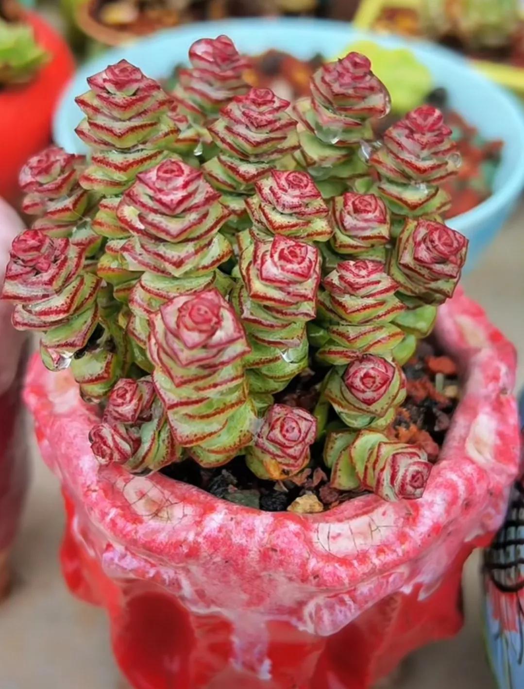 最具有观赏性的多肉植物,颜值高又好养活的多肉植物