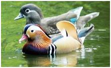 鸟类在分类学中统称为什么,鸟纲分类总表