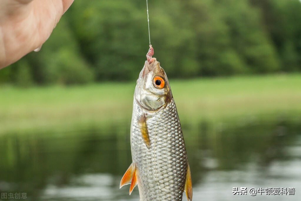 冬季用泥鳅当鱼饵钓鱼好钓吗,用泥鳅钓鱼需要打什么饵料