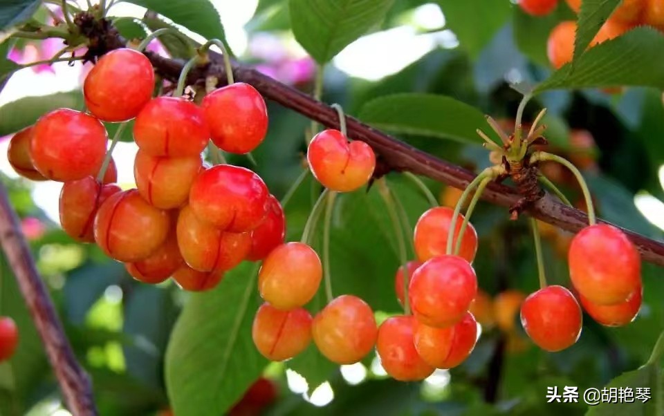 又是一年樱桃红，8首诗词，看红珠点点，忆似水流年