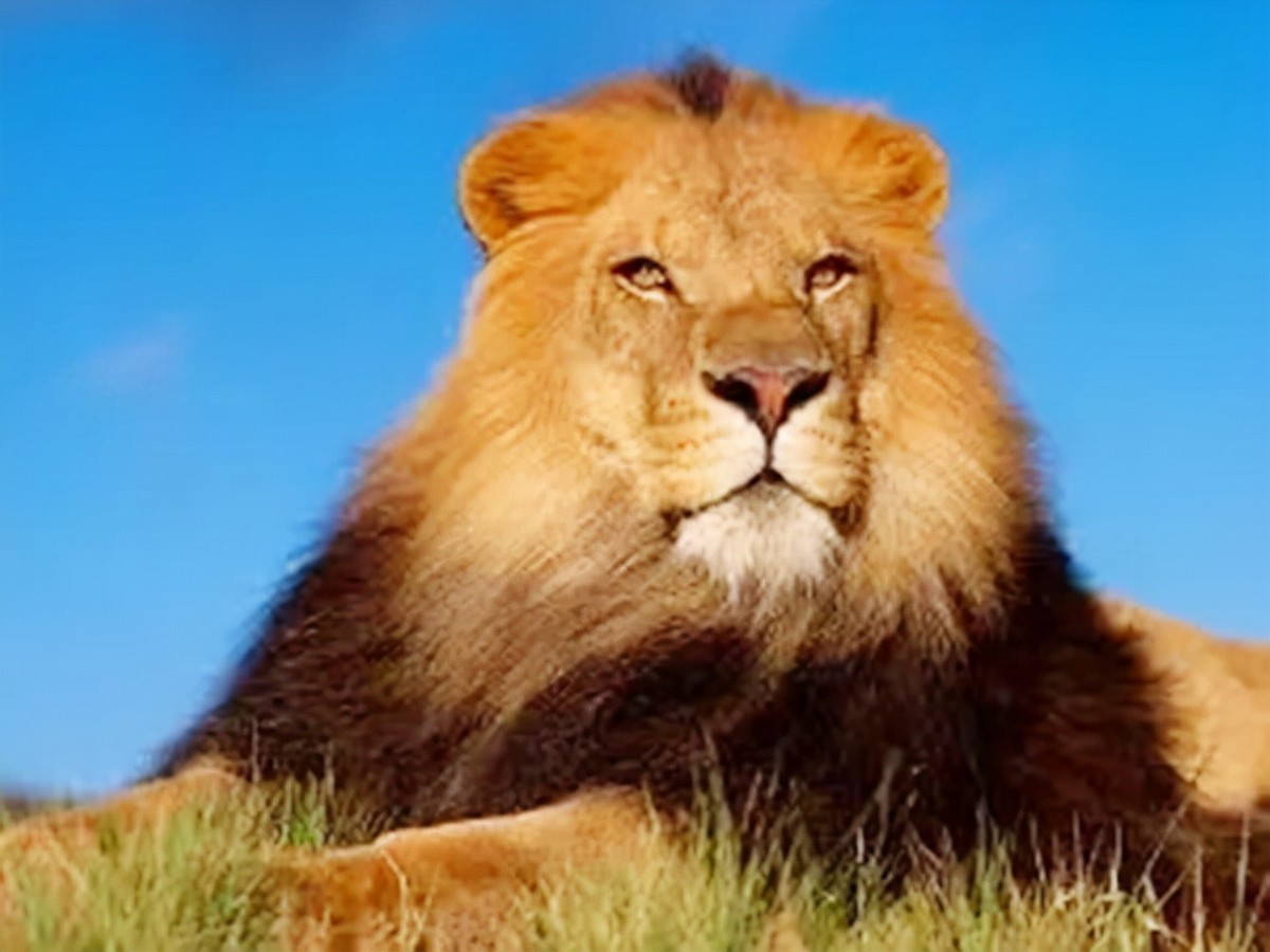 国王看不起胡人进贡的动物，让人拿去喂虎，谁知老虎却趴着不敢动