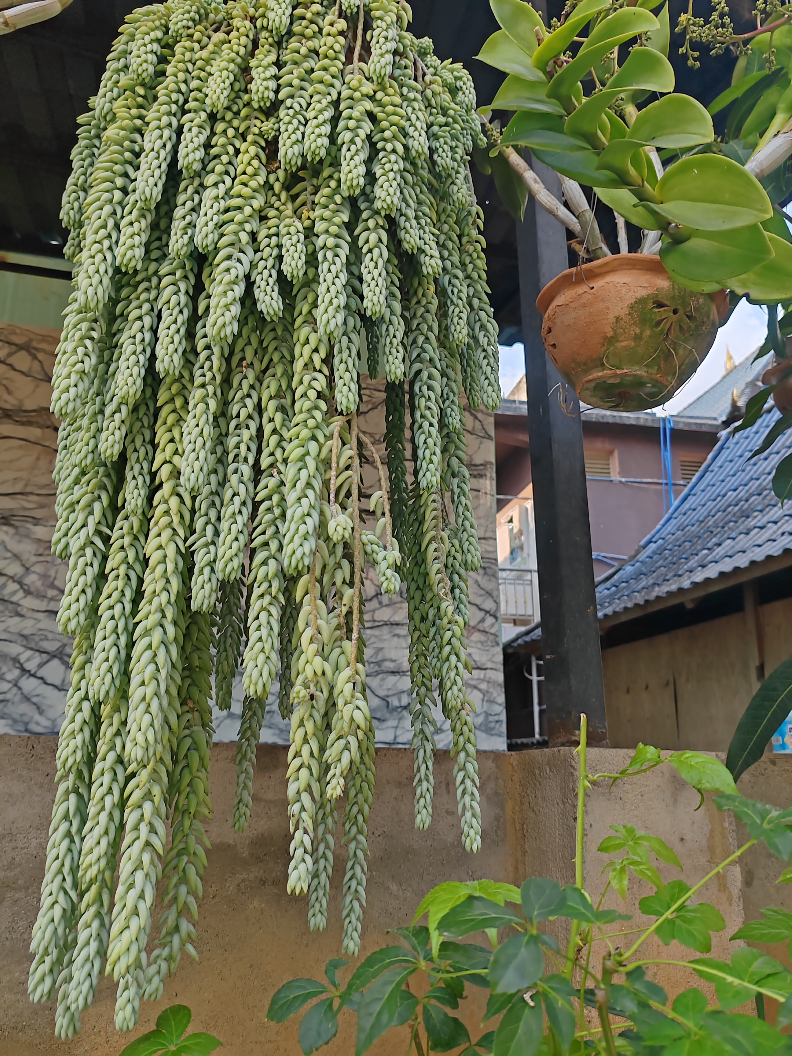 西双版纳傣族村寨和傣族园,西双版纳美丽的傣族园