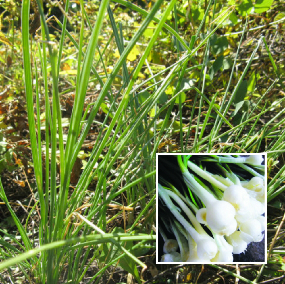 春天看图挖野菜，送你40种野菜大图鉴，让你轻松辨别各种野菜