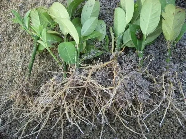 生根粉生根剂主要成分是什么,生根粉是生长素类调节剂吗