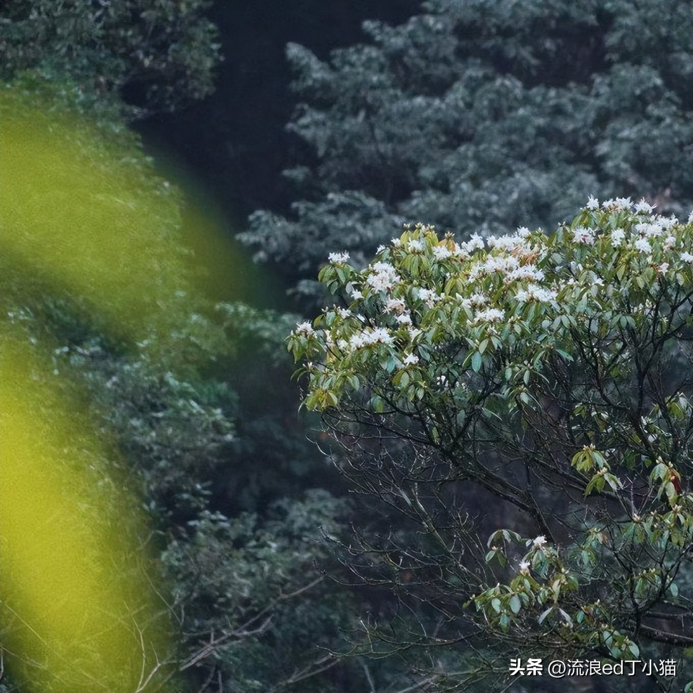 舌尖上的中国泸州古蔺椒麻鸡,古蔺麻辣鸡是哪里的特色小吃