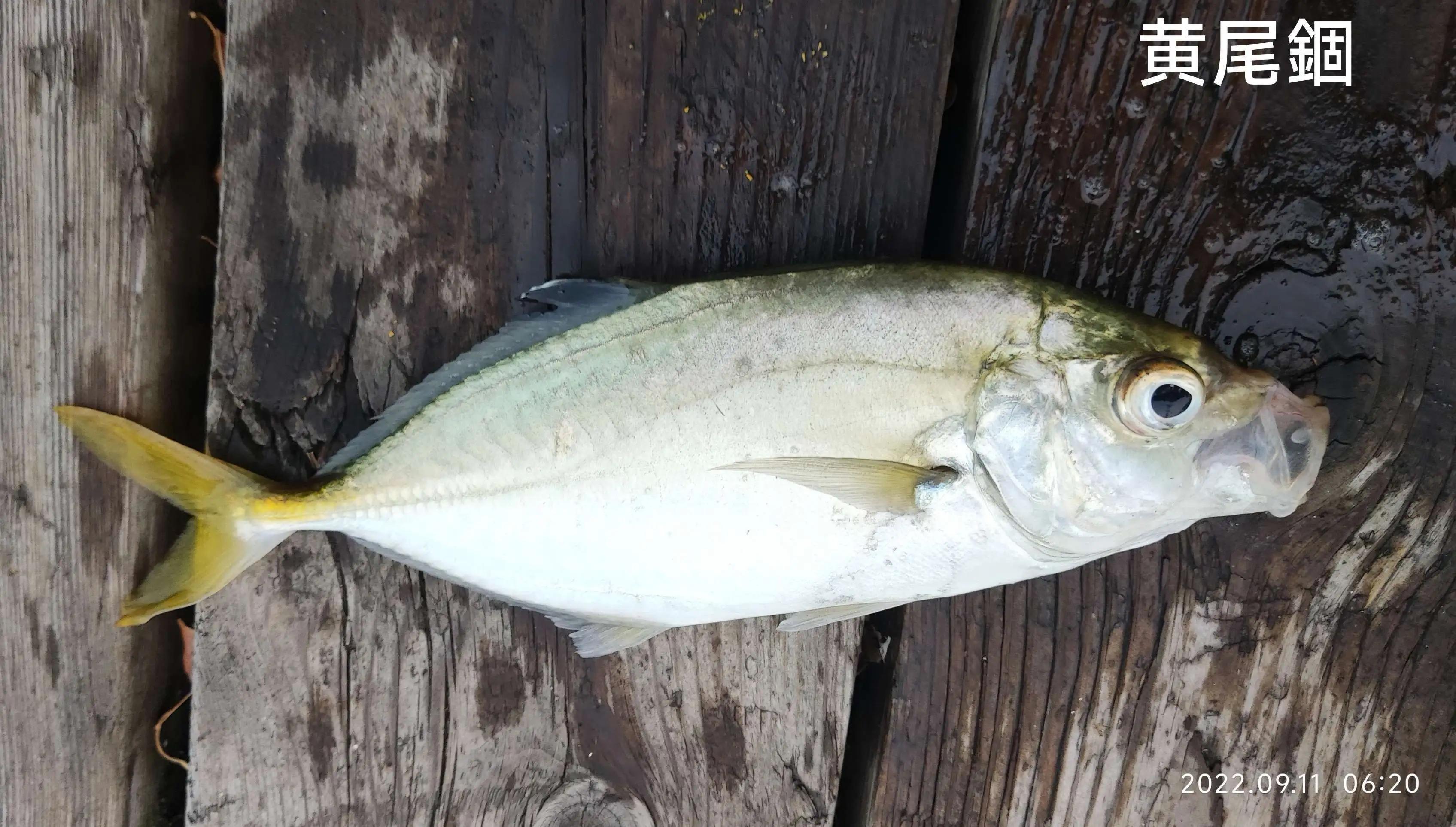 20种常见海鱼,十大常见野生海鱼