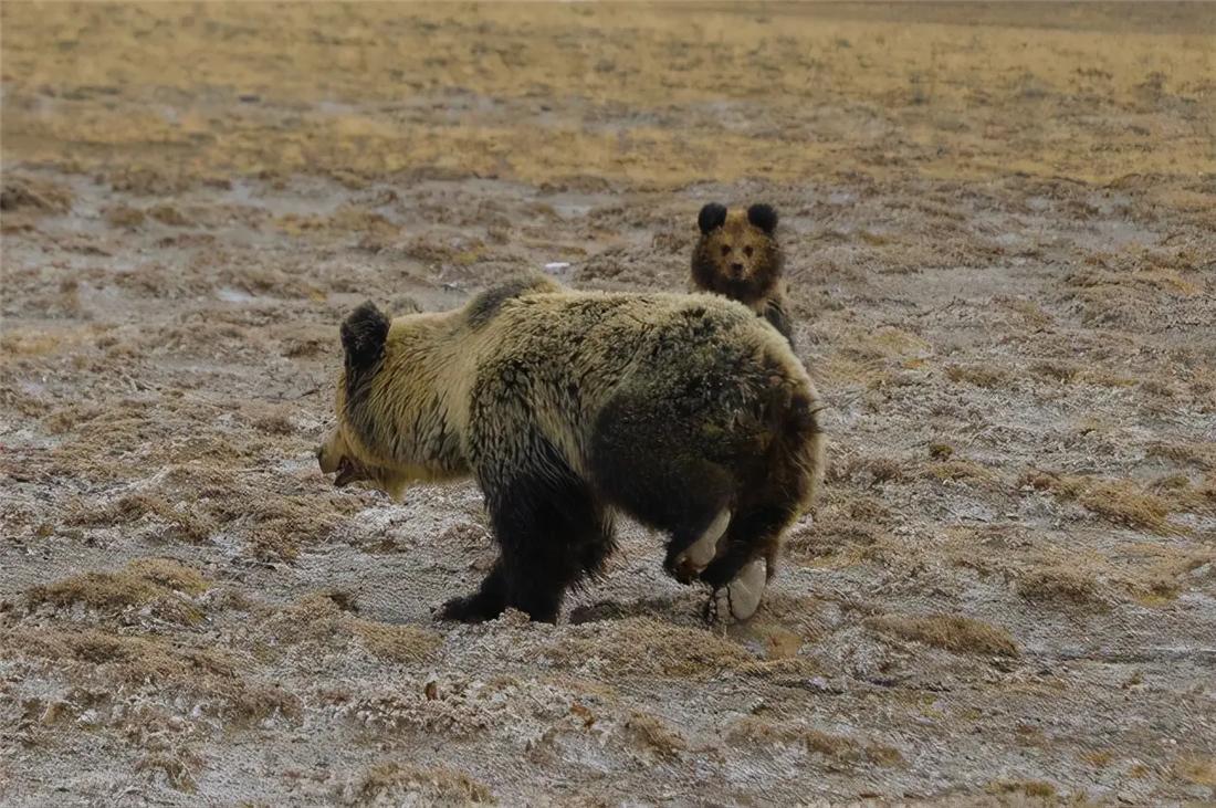 三江源成年雪豹被五只狼围攻,三江源现罕见藏棕熊捕食
