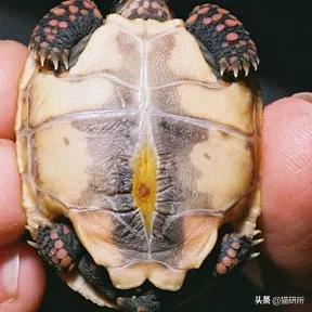 你见过猫咪吞口水吗,猫咪有肚脐眼吗