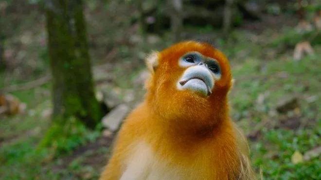 国宝金丝猴你想介绍什么,金灿灿的金丝猴