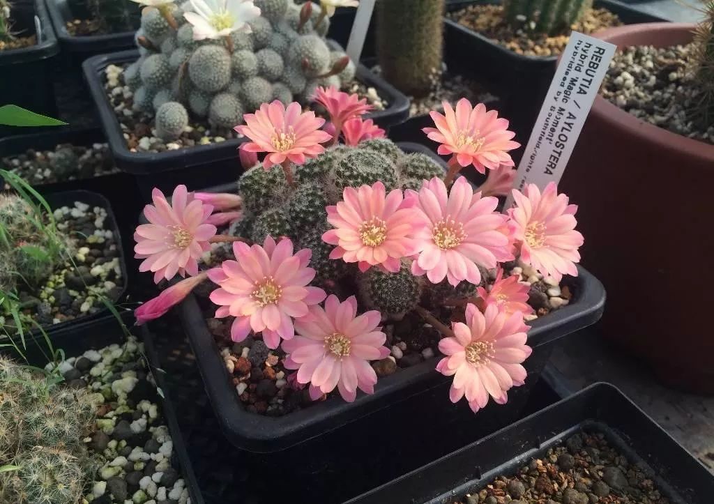 200种·仙人球开花图鉴，大开眼界，美到爆