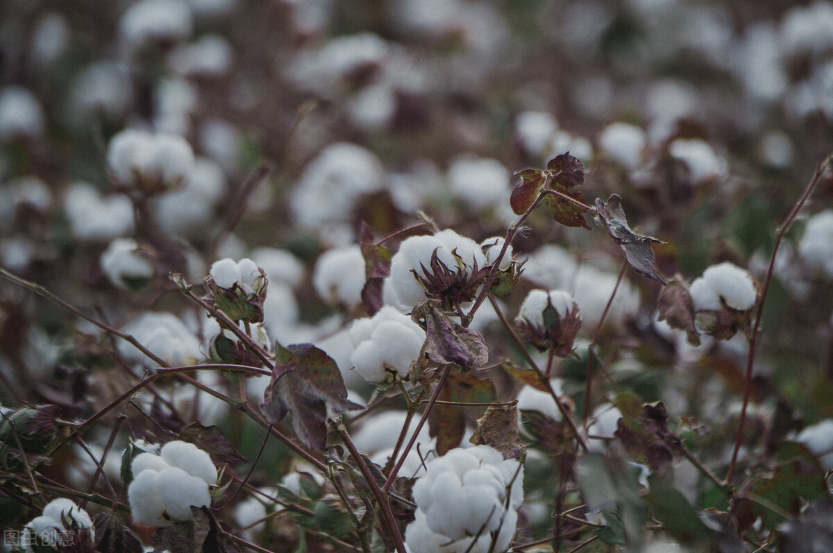 耐克阿迪现在用新疆棉花了吗,耐克阿迪现在用新疆棉花吗