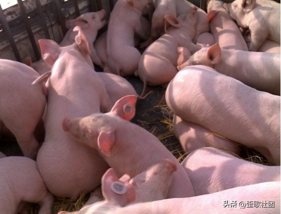 足球从娃娃抓起是哪一年,十万个冷知识全集