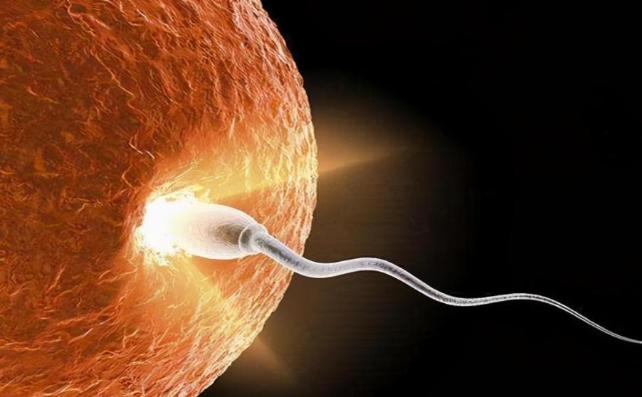 胎儿长相在受孕时就已经决定了吗,胎儿性别从着床时候就决定了吗