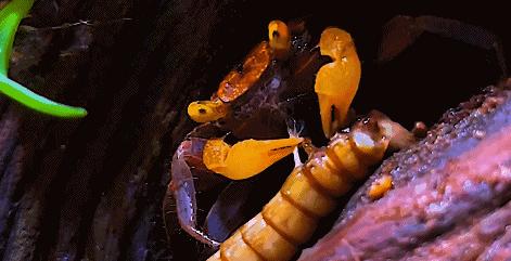 在卧室造一片弱肉强食的危险雨林，会打雷还真的会下雨