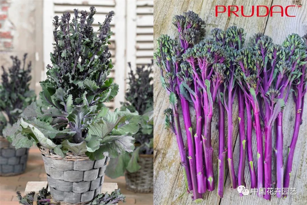 鑺卞崏鍝佺灞曠ず,鏂颁紭鑺卞崏鍝佺灞曠ず