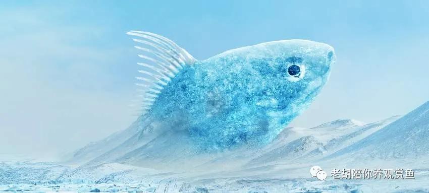 冬天观赏鱼入缸,观赏鱼冬天为什么老是死