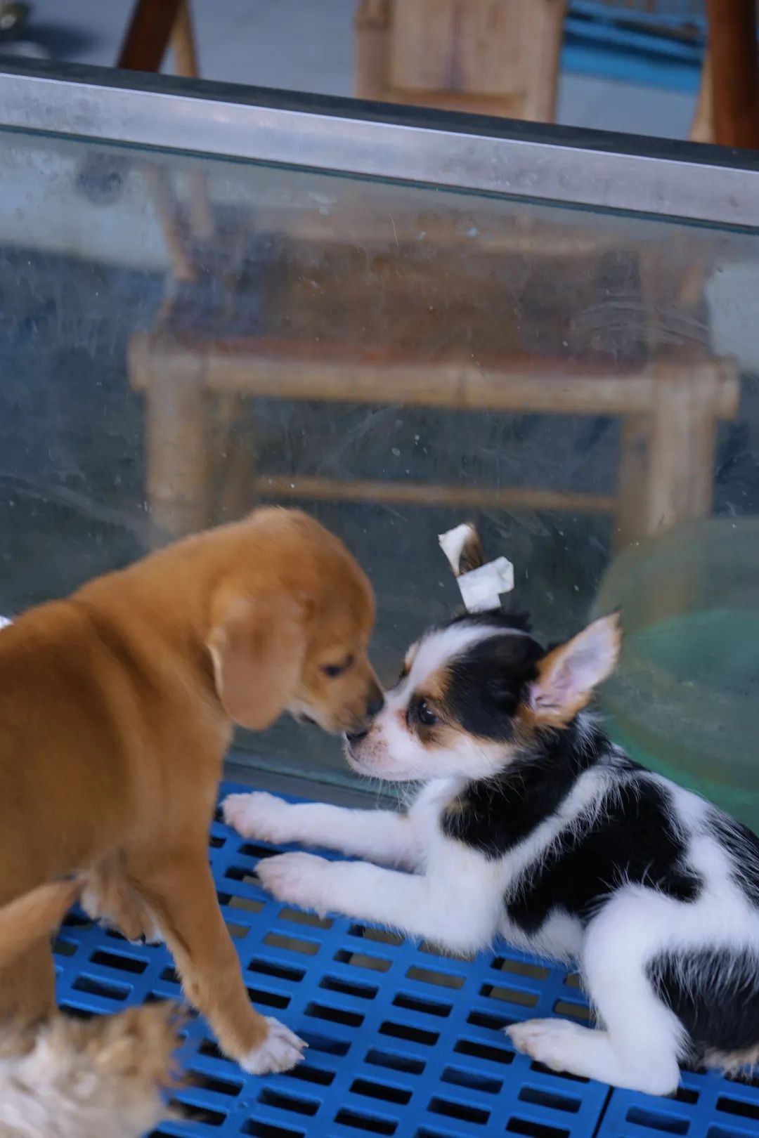 三联鸡鸭市场在哪里,三联市场家禽