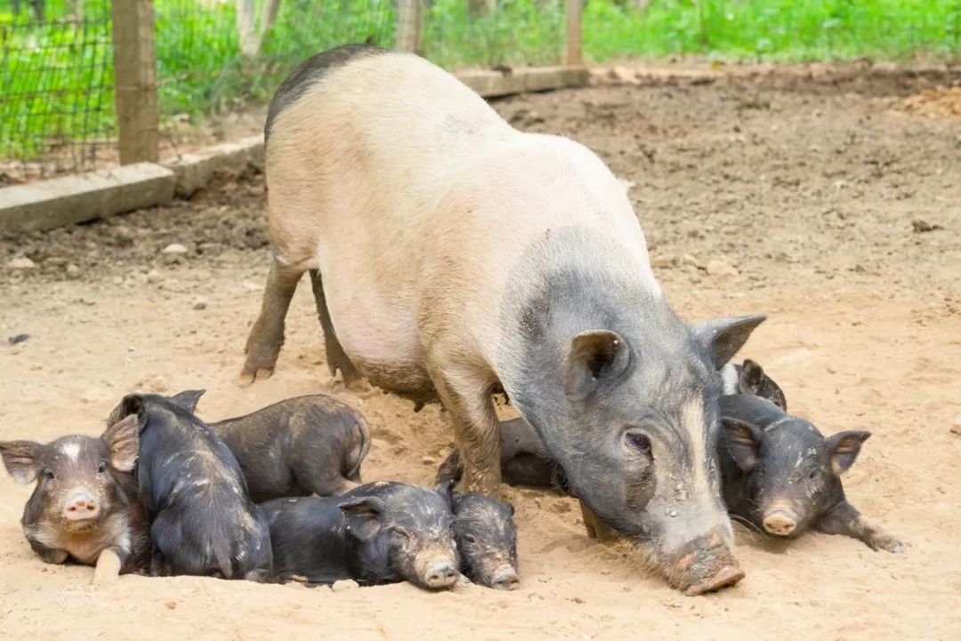 有颜值有内涵人居环境,有颜有格调有料有品质