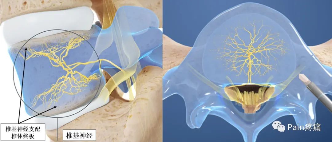脊神经支配区域解剖图简图,脊神经及其分支的支配范围
