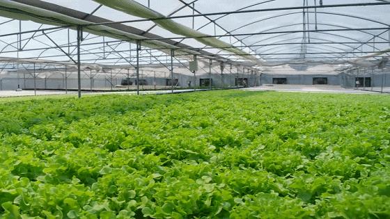 北方冬天，餐桌上的蔬菜水果与这些气象人有关！