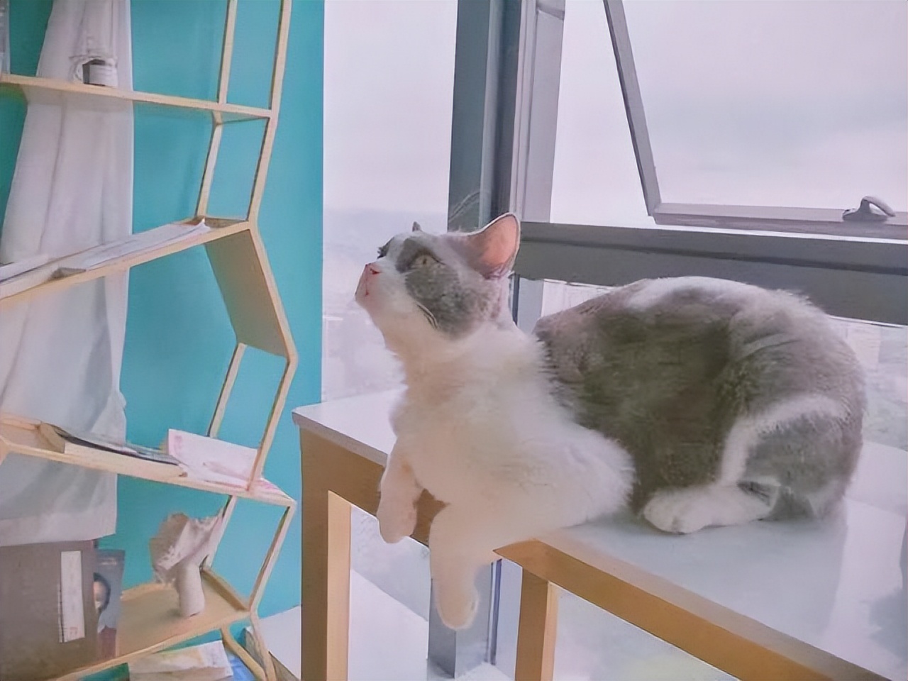 一直把猫咪关在笼子里养会怎么样,长期把猫咪关笼子里猫咪会怎么样