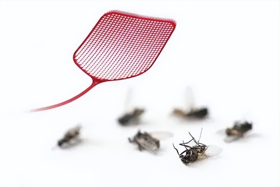 为何用手很难拍死苍蝇,教你如何拍死一只苍蝇