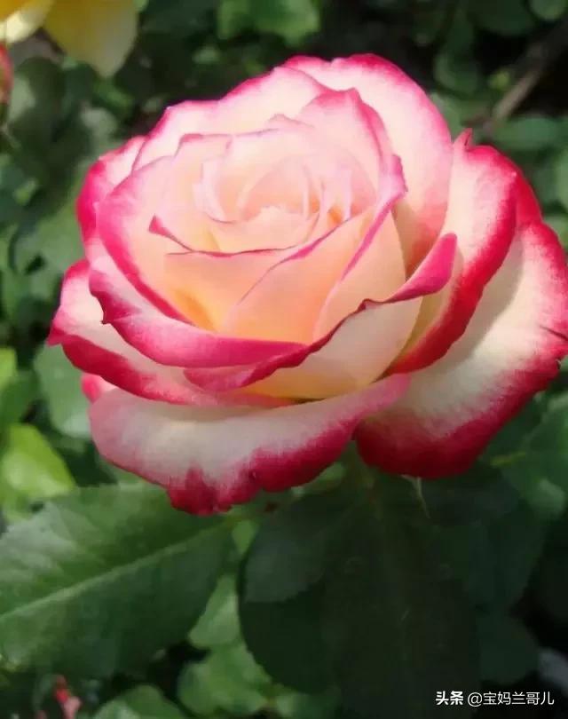 漂亮又特别的玫瑰花图片,特别漂亮的彩色玫瑰花图片