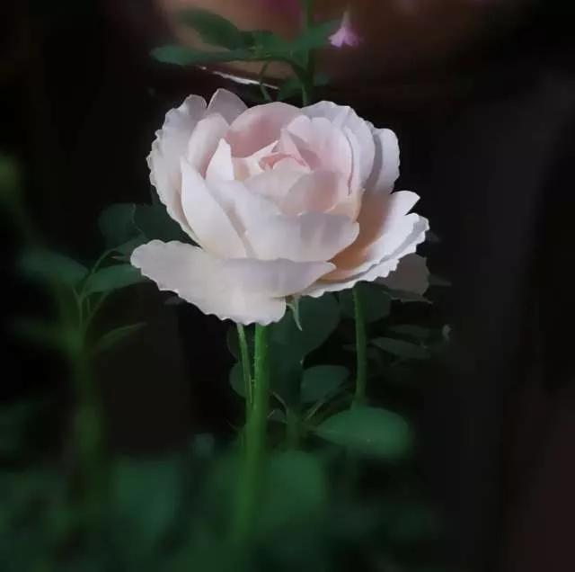 想要拥有自己的一间花店,好想拥有这样的一间花店