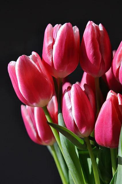 漂亮的郁金香随手一拍都是美景,春天的郁金香花海美得不可方物