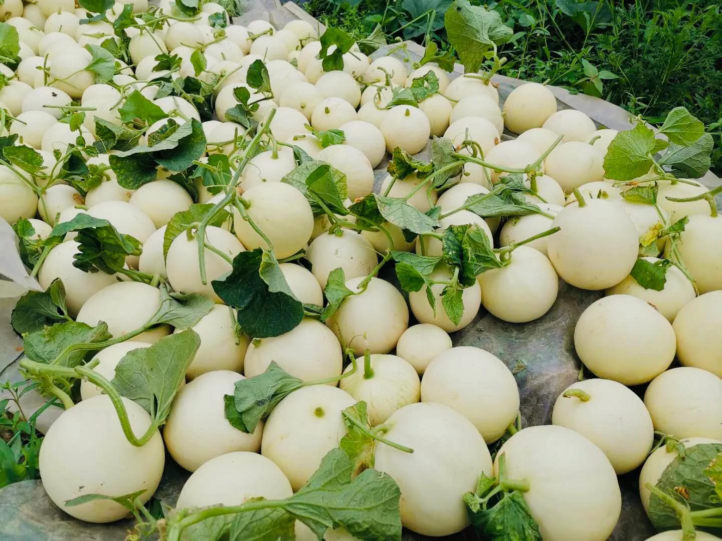 白富美甜瓜种植技术,甜香瓜种植