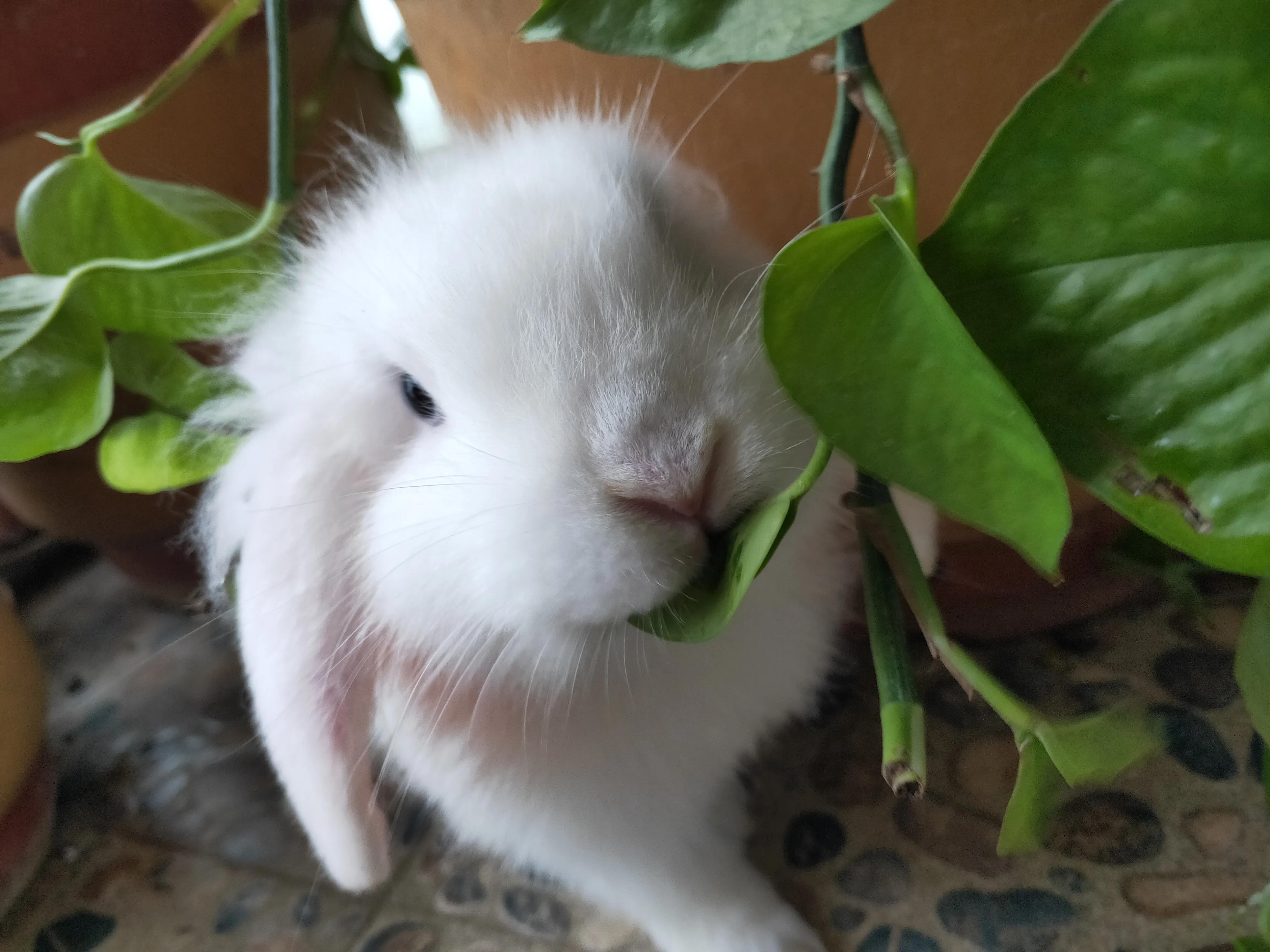 养宠物兔子赚钱吗,有养兔子当宠物的吗