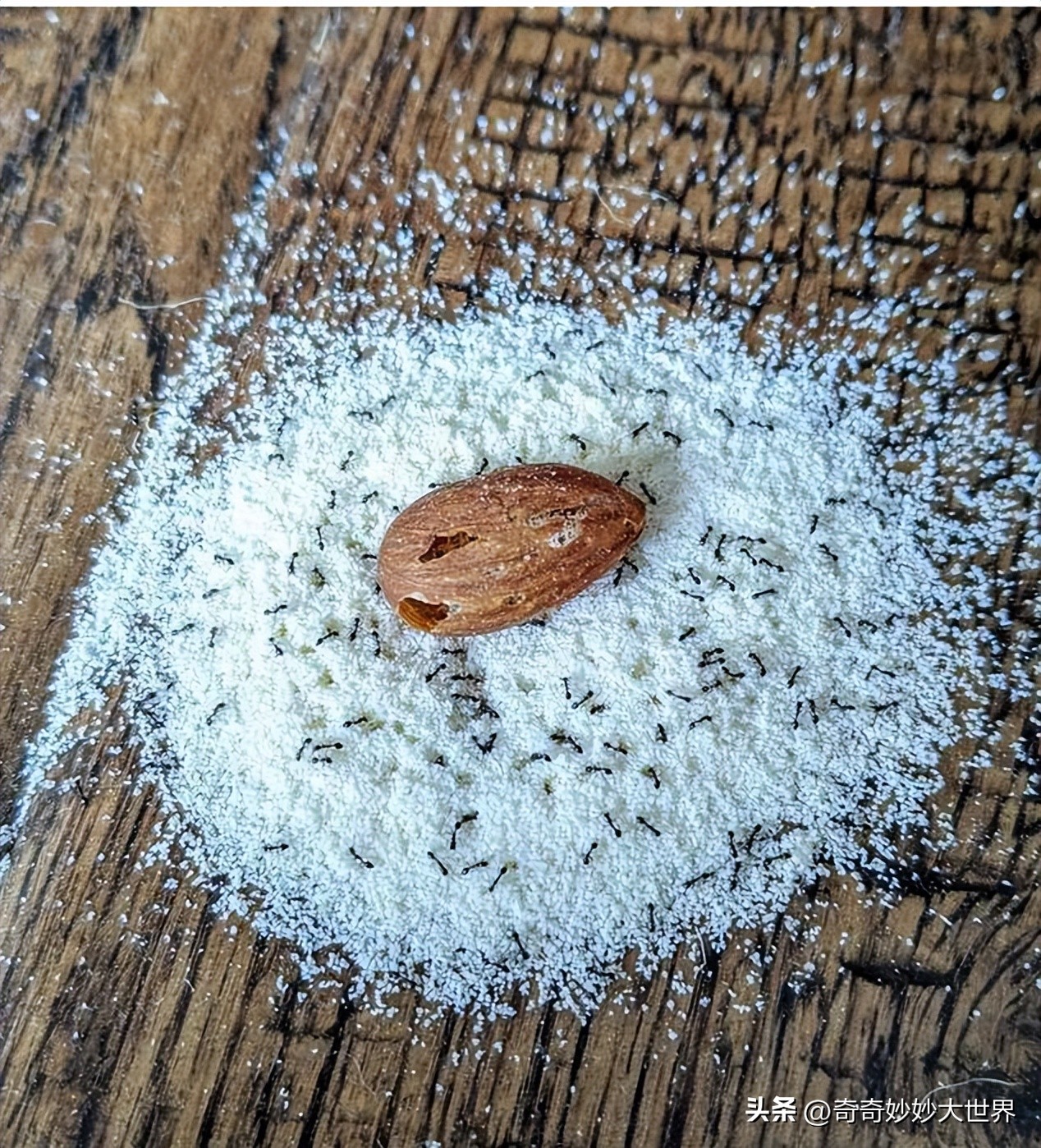 28张图看世界，欧洲贵妇的小便神器，在挪威“当官”的企鹅