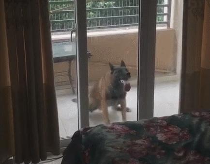 公狗切除睾丸后怎么护理,公狗绝育切下来的睾丸怎么处理