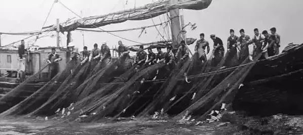 渔民一网捞出2450公斤野生大黄鱼,浙江渔民抓到黄鱼卖了近亿元