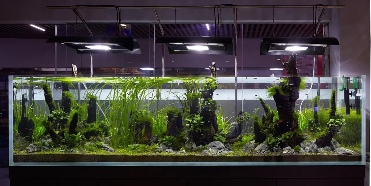 东西七不送的视频,东西七不送什么意思