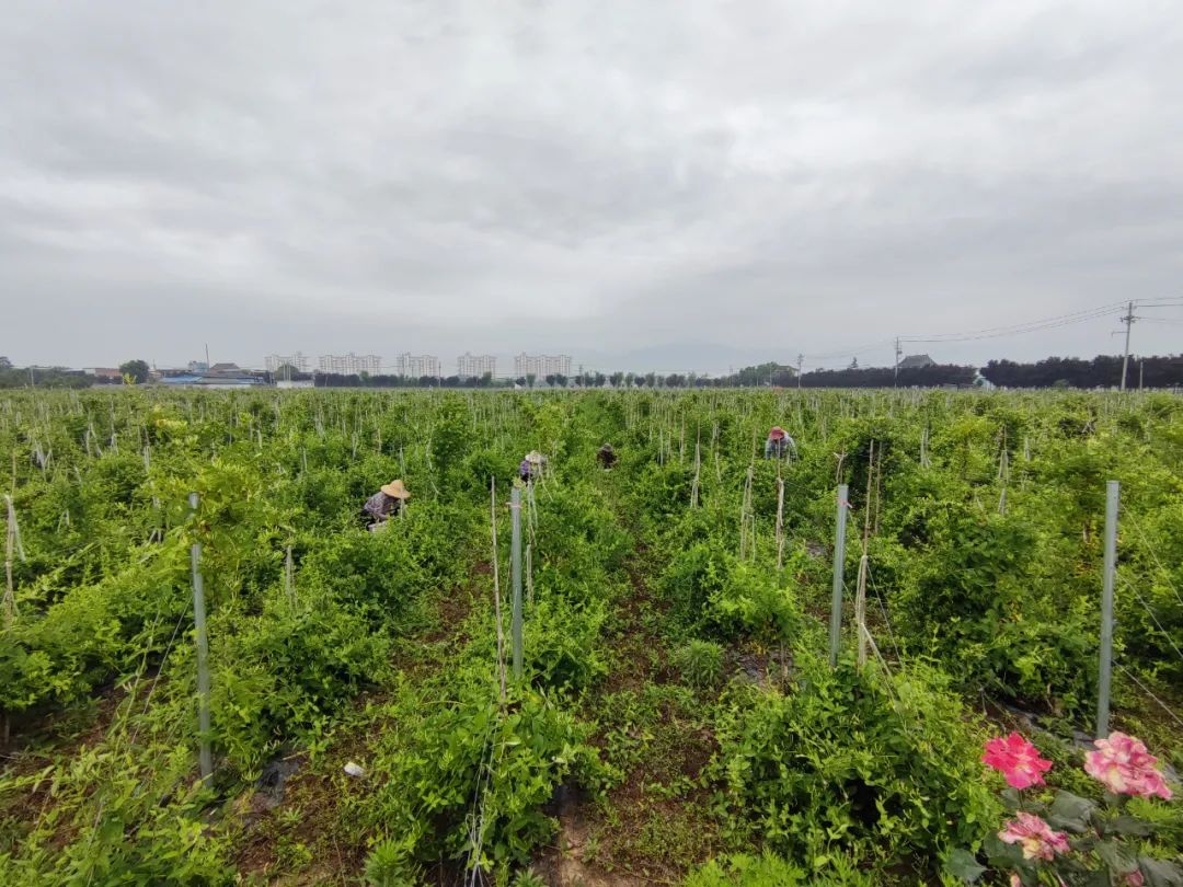 陕西杨凌:小小金银花开出致富好“钱”景